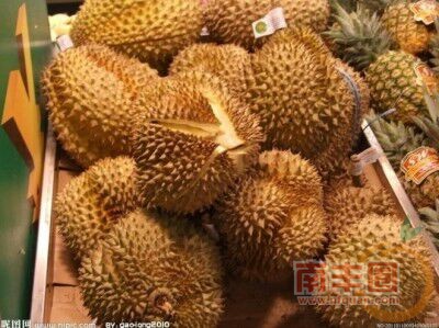 榴莲.jpg