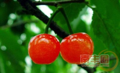 樱桃.jpg