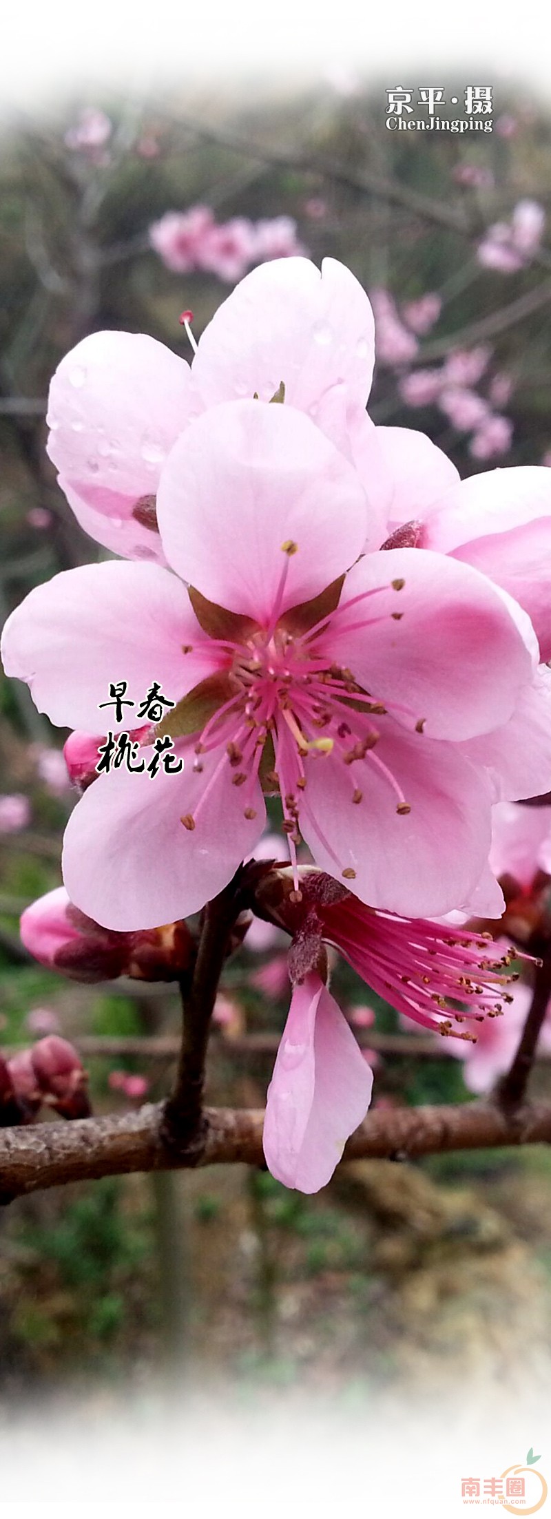 桃花_04.jpg