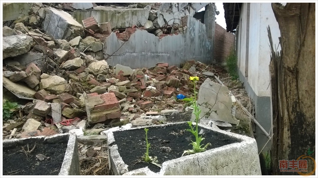 2炉子厂 油菜花.jpg