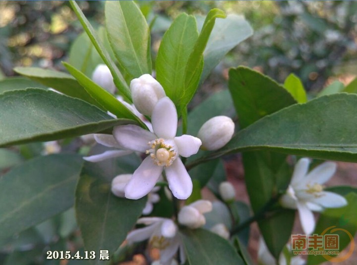 橘子花开1.jpg