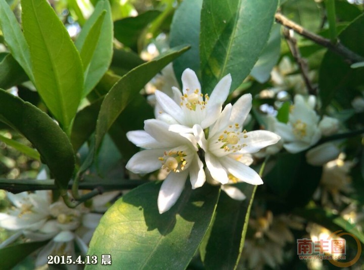 橘子花开3.jpg