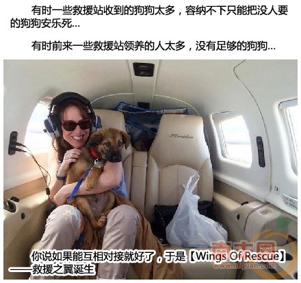 救援狗狗_01.jpg