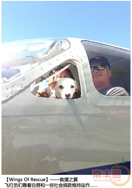 救援狗狗_04.jpg