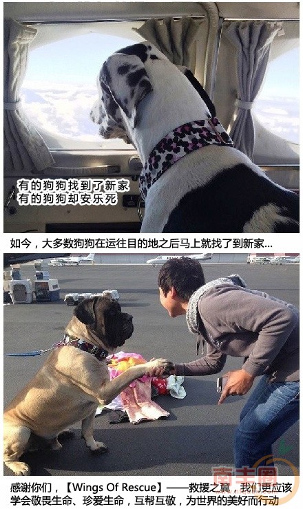 救援狗狗_08.jpg