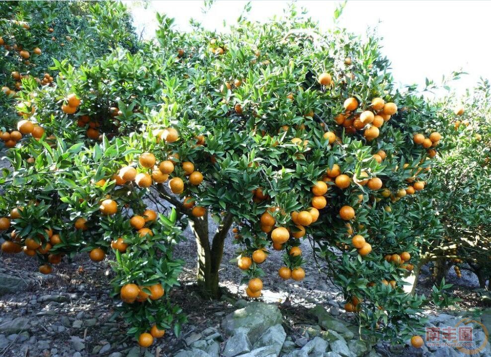 桔树 果.jpg
