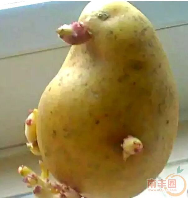 想做鸭子的土豆.jpg