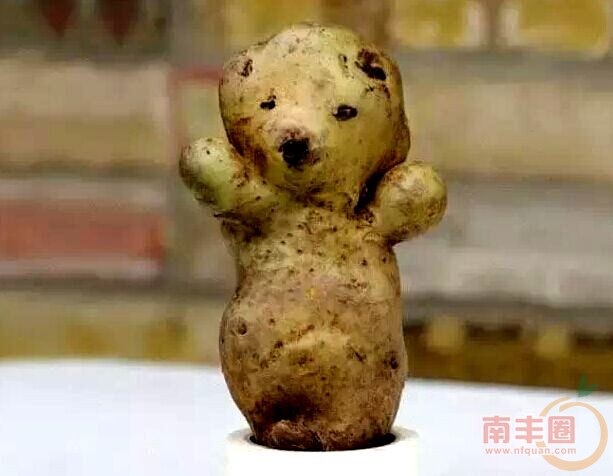 小熊土豆.jpg