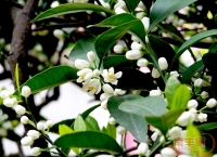 征集魅力南丰蜜桔之都《桔花美》精美照片，你我同为家添彩，快来晒起你的桔花美照吧！