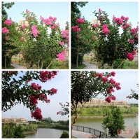 琴湖景色芳草分菲 绿意盎然一片朝气